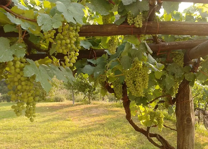 Il Giglio E La Rosa Montale (Liguria)